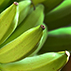 qual a importncia da biomassa de banana verde na sua sade intestinal?